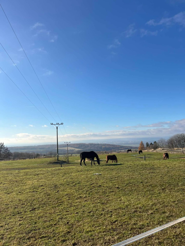 Nabízíme ustájení koní